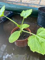 Courgette plantjes, Tuin en Terras, Volle zon, Groenteplanten, Eenjarig, Ophalen of Verzenden