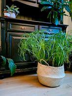 Verse parapluplant stekjes! 5 voor 4 euro (Cyperus), Huis en Inrichting, Overige soorten, Minder dan 100 cm, Ophalen of Verzenden