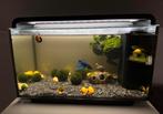 Superfish home 30 aquarium met kempvis., Ophalen, Zo goed als nieuw, Gevuld zoetwateraquarium