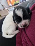 Engelse springer spaniel pup, Dieren en Toebehoren, Reu, 8 tot 15 weken, Eén hond, Spaniël