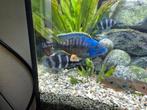Mooie vissen, Dieren en Toebehoren, Vissen | Aquaria en Toebehoren, Ophalen