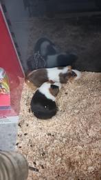 2 beertjes met kooi, Dieren en Toebehoren, Knaagdieren, Februari, Mannelijk, Cavia