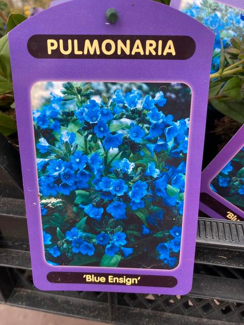 Pulmonaria ‘blue insigne’, Tuin en Terras, Planten | Tuinplanten, Ophalen