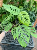 Monstera Xantospatha Mature, Ophalen of Verzenden, Overige soorten, Minder dan 100 cm