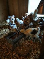 Kuikens Brahma groothoender, Dieren en Toebehoren, Geslacht onbekend, Kip