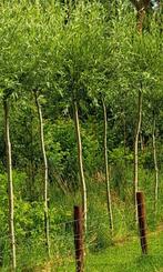 SALIX ALBA SCHIETWILG KNOTWILG BOOM WILGENBOOM VASTE PLANT, Tuin en Terras, Planten | Bomen, Overige soorten, 100 tot 250 cm, Zomer