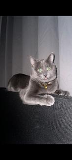 Britse korthaar kat., Dieren en Toebehoren