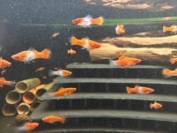 Koi Zwaarddragers beschikbaar voor biedingen
