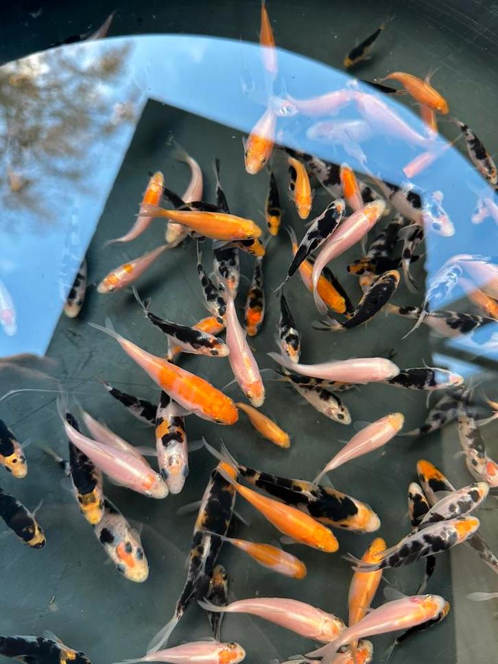 140 stuks tosai koi / babykoi / diverse soorten koikarper!, Dieren en Toebehoren, Vissen | Vijvervissen, Karper of Koi
