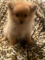 Te koop: 2 prachtige Dwergkees puppy’s (vrouwtjes), Dieren en Toebehoren, 15 weken tot 1 jaar, Meerdere, Meerdere dieren, Nederland