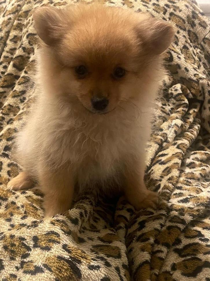 Te koop: 1 prachtige Dwergkees puppy (vrouwtje), Dieren en Toebehoren, Honden | Poolhonden, Keeshonden en Oertypen, Meerdere dieren