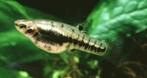 Heterandria formosa - Dwergtandkarper, Vis, Zoetwatervis