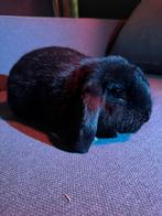 NHD, Hangoor voedster, mag gelijk verhuizen, Vrouwelijk, Dwerg, Hangoor