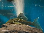 Hemiancistrus sp. L128, Dieren en Toebehoren, Vissen | Aquariumvissen, Vis
