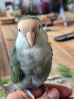 Super tamme dwergpapegaai roseicollie, Dieren en Toebehoren, Vogels | Parkieten en Papegaaien, Geslacht onbekend, Dwergpapegaai of Agapornis