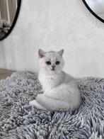 Britse korthaar kitten, 0 tot 2 jaar, Kater, Ontwormd