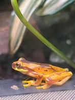 1.1 volwassen koppel Dendropsophus ebraccatus boomkikker, Amfibie, 0 tot 2 jaar