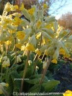 Zaden primula veris, Verzenden, Voorjaar, Volle zon, Zaad