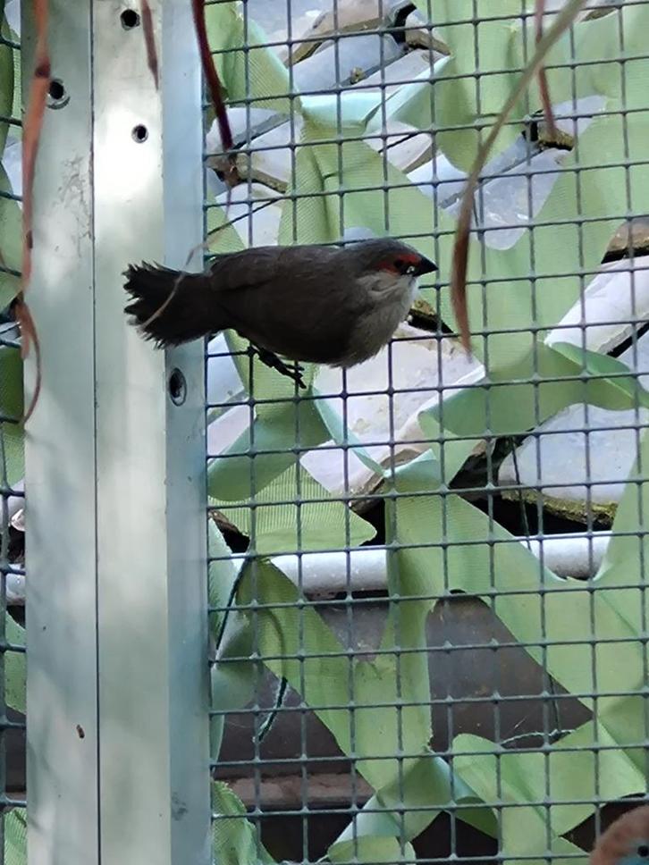 St Helena fazantjes, Dieren en Toebehoren, Vogels | Overige Vogels