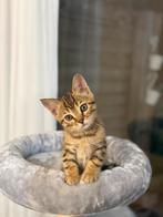 Britse en Bengaalse mix kattenrassen, Dieren en Toebehoren, Katten en Kittens | Raskatten | Korthaar
