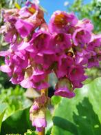 Schoenlappersplant, Tuin en Terras, Ophalen, Zomer, Overige soorten, Volle zon