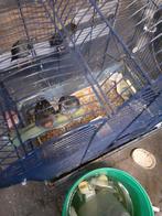 4 koppel zwart,rood,agaat,mozaiek  kanarie,s, Meerdere dieren, Kleurkanarie