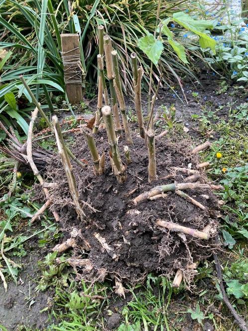 Laatste Pollen bamboe (afgeknipt) Pijlbamboe va. 10€, Tuin en Terras, Planten | Tuinplanten, Overige soorten, Halfschaduw, Ophalen