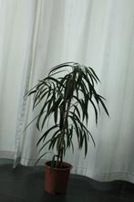 Ficus, Ophalen, Ficus, Halfschaduw, Minder dan 100 cm