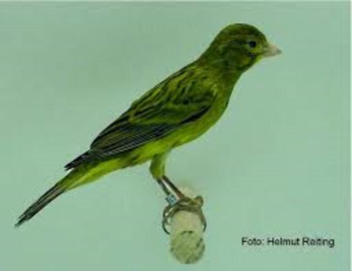 raza espagnol dwergkanarie, Dieren en Toebehoren, Vogels | Kanaries, Zangkanarie, Meerdere dieren