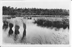 Schurenmeer in de Staatsbossen te Beilen., Verzamelen, Ansichtkaarten | Nederland, Ophalen of Verzenden, 1940 tot 1960, Gelopen
