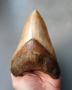 REUZE megalodon tand 15,5cm, Ophalen of Verzenden, Fossiel