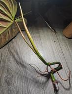 Philodendron Majestic, Huis en Inrichting, Kamerplanten, Ophalen of Verzenden, Halfschaduw, Minder dan 100 cm