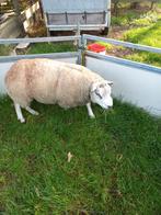 Te koop texelaar dekram, Dieren en Toebehoren, Schapen, Geiten en Varkens, Mannelijk, Schaap