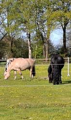 1 stal vrij voor klein paard of grote pony, Dieren en Toebehoren