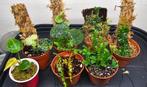 Terrarium planten set, Dieren en Toebehoren, Reptielen en Amfibieën | Toebehoren, Ophalen
