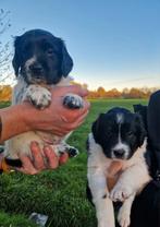 Friese stabij puppy's - Liefdevol opgegroeid in huis, Dieren en Toebehoren, 8 tot 15 weken, Meerdere, Meerdere dieren, Middel