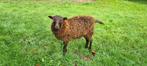 Quassant ooi lam zwart of bruin zoekt nieuw weilandje., Dieren en Toebehoren, Schapen, Geiten en Varkens, Vrouwelijk, Schaap