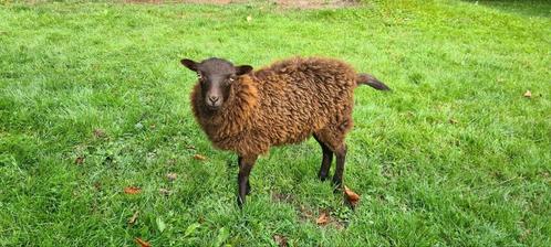 Quassant ooi lam zwart of bruin zoekt nieuw weilandje., Dieren en Toebehoren, Schapen, Geiten en Varkens, Schaap, Vrouwelijk