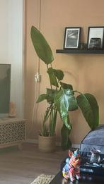 Grote Kamerplant in Pot - 120cm BANANENPLANT, Huis en Inrichting, Kamerplanten, 100 tot 150 cm, Overige soorten, In pot, Groene kamerplant