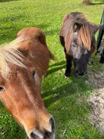 Lieve Shetlanders zoeken nieuw huis, Dieren en Toebehoren, Pony's, A pony (tot 1.17m), Onbeleerd, Recreatiepony, Ontwormd