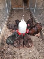 Orpington kriel te koop, Dieren en Toebehoren, Vrouwelijk, Kip