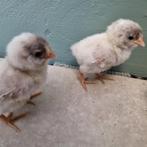 Antwerpse baardkriel kuikens geboren 13 aug, Dieren en Toebehoren, Geslacht onbekend, Kip