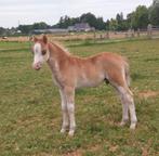 Welsh -A pony`s /veulens, Niet van toepassing, 0 tot 2 jaar, B pony (1.17m tot 1.27m), Meerdere dieren
