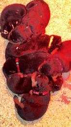 Rottweiler Pups, Dieren en Toebehoren, 8 tot 15 weken, CDV (hondenziekte), Meerdere, Meerdere dieren