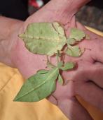 Wandelend Blad, echtpaar., Dieren en Toebehoren, Insecten en Spinnen, Overige soorten