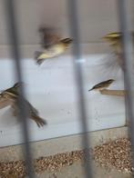 Napolen wevers, Meerdere dieren, Tropenvogel