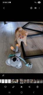 Pomeriaan puppy ( 26-06-2025) geb., Dieren en Toebehoren, Honden | Chihuahua's en Gezelschapshonden, Overige rassen, 8 tot 15 weken