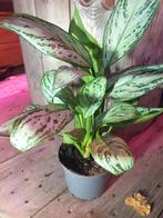 Aglaonema commutatum kamerplant, Ophalen, Halfschaduw, Minder dan 100 cm