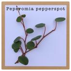 11. peperomia pepperspot stekje €0,75, Ophalen of Verzenden, Overige soorten, Minder dan 100 cm