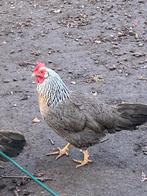 Broedeieren kruising Leghorn zilverpatrijs x groenlegger, Kip, Geslacht onbekend